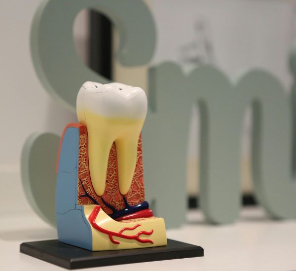 Tooth Anatomy